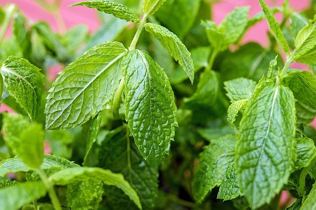 Photo of mint for kvass