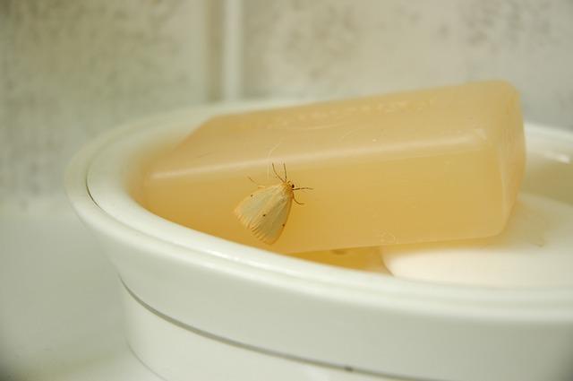 Food moth on soap
