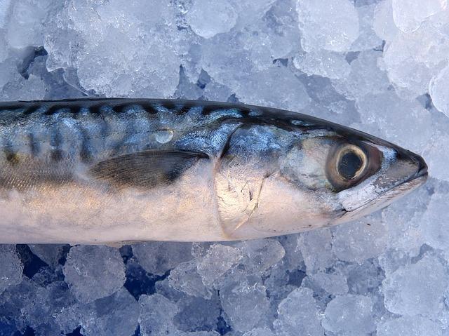 Photo of freshly frozen mackerel