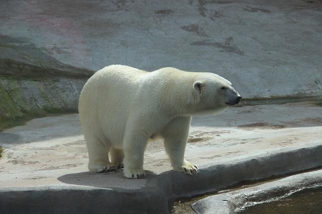 Foto af en isbjørn i zoologisk have