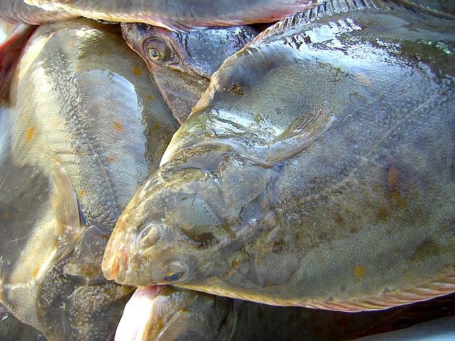 Raw flounder photo