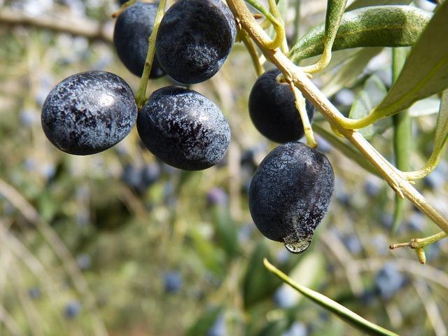 Haara kypsiä oliiveja