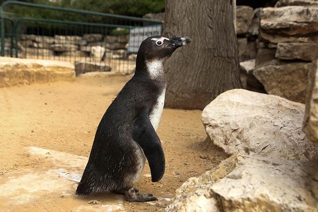 Foto av en pingvin i en dyrehage