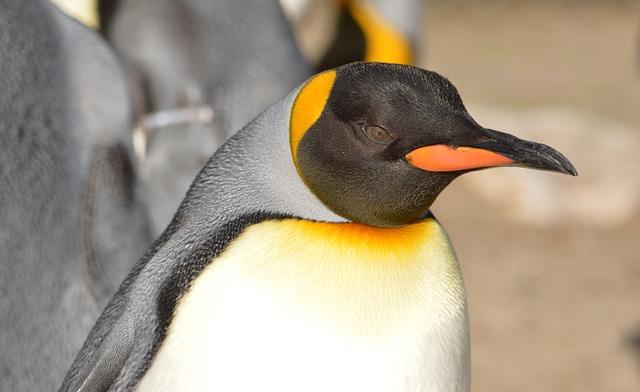 Ảnh cận cảnh của một chú chim cánh cụt