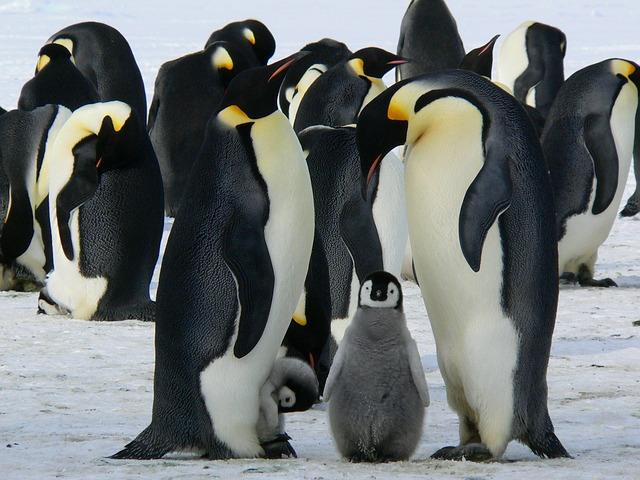 Penguin family with offspring