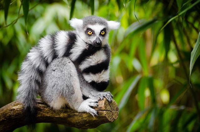Photo of a lemur with a beautiful tail