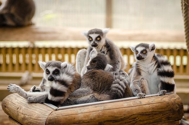 Lemuru ģimene zoodārzā