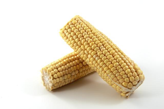 A large ear of maize