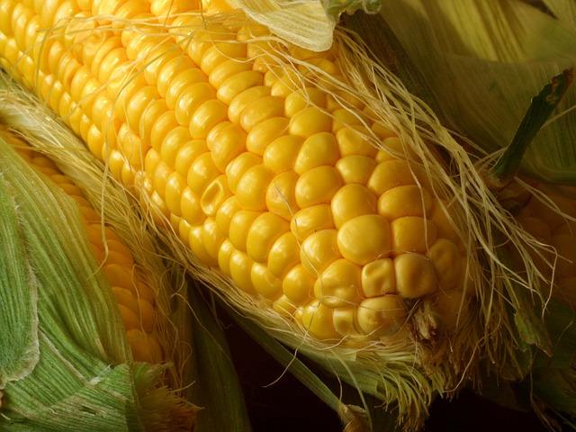 Photo of ripe corn cob