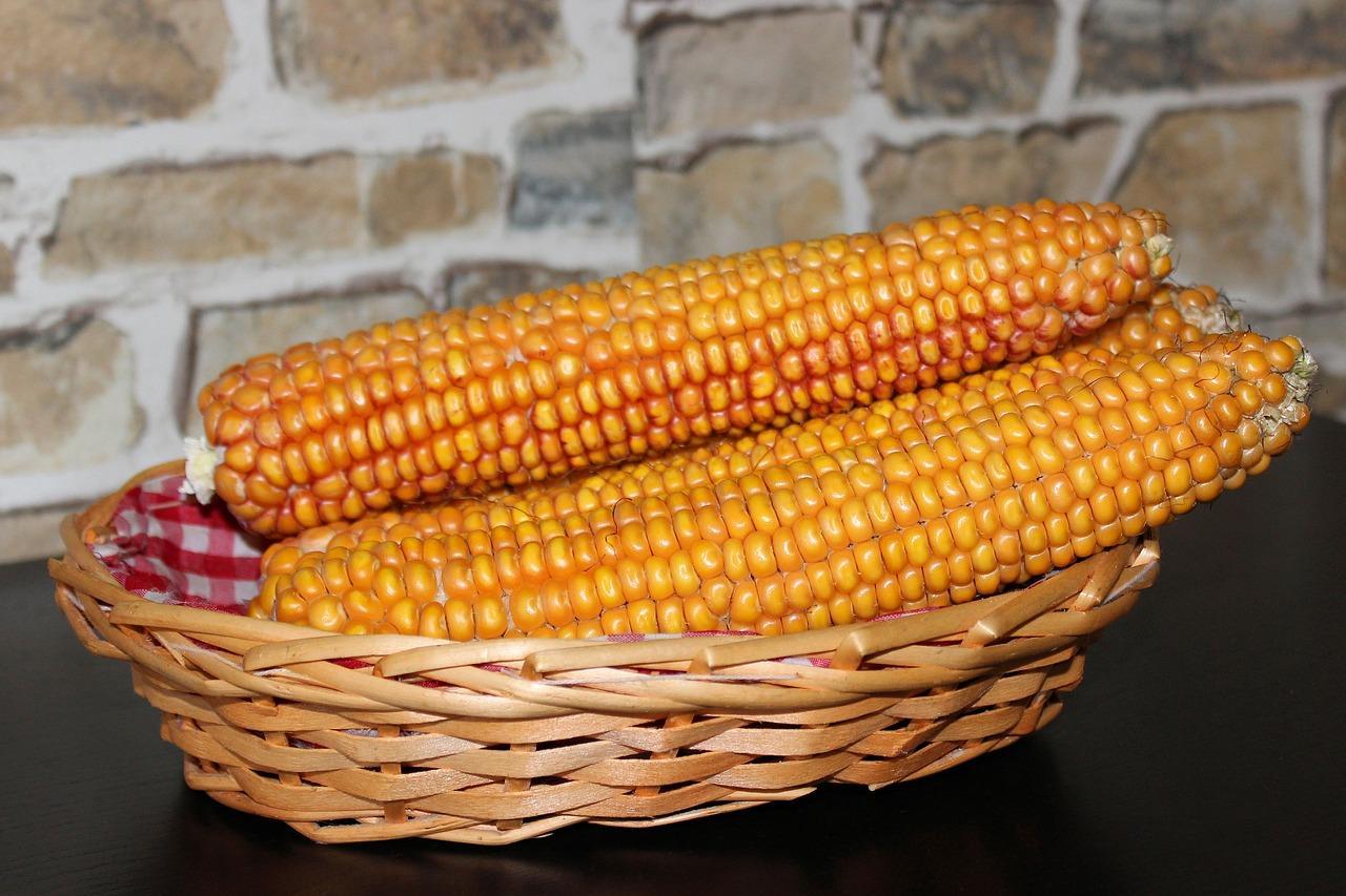 Comment conserver le maïs à la maison