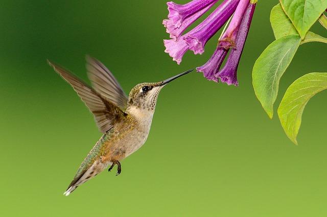 Kolibri drikker nektar.