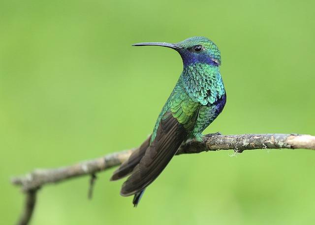 Gyönyörű fénykép egy hím kolibri