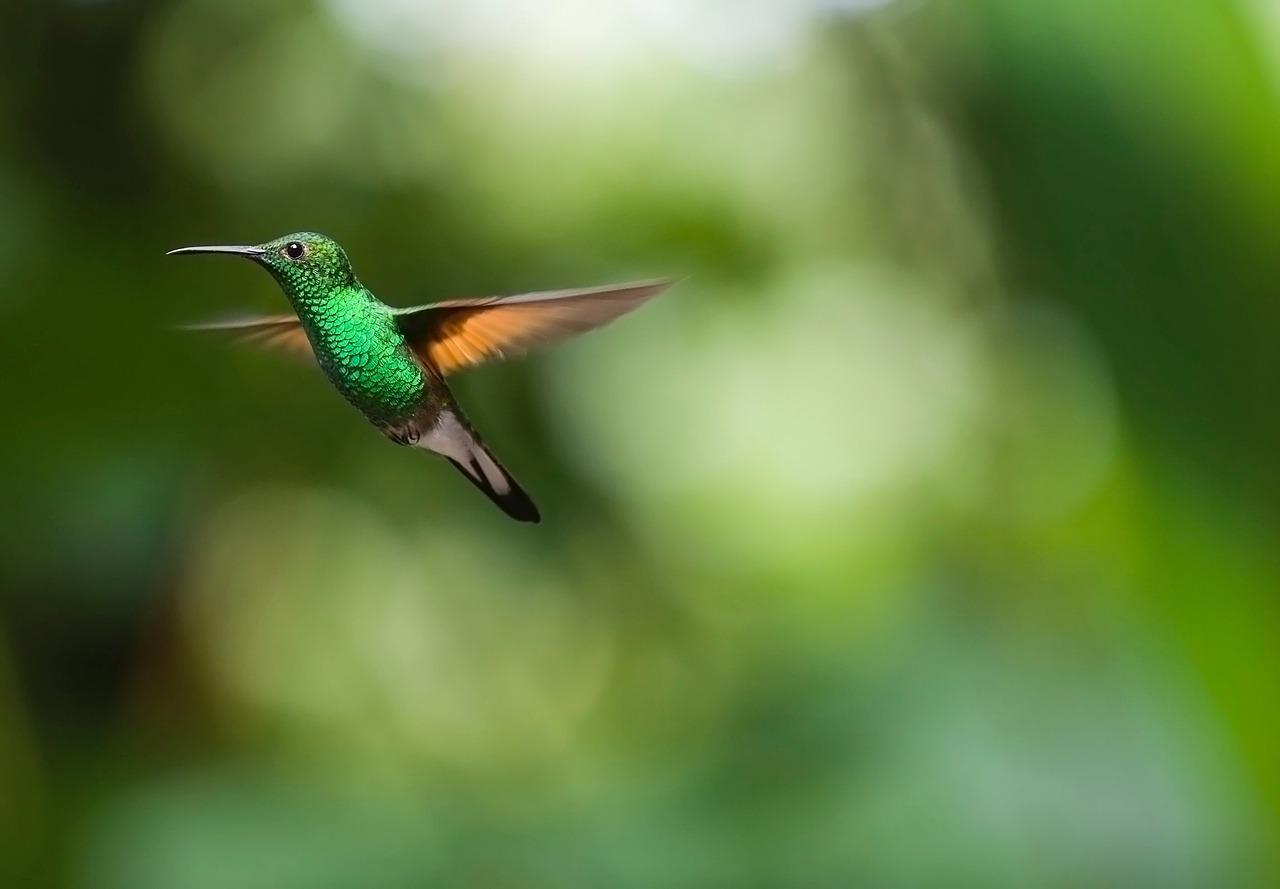 Hol élnek a kolibri madarak?