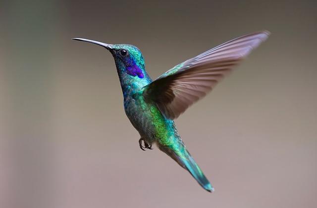 Foto af en kolibri under flugt