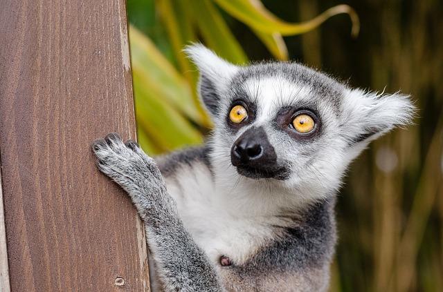 Lemur a távolba pillant