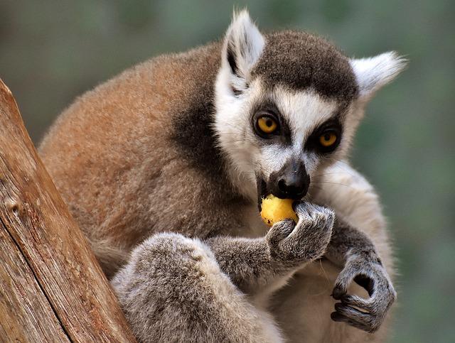 Lemurs ēd banānu