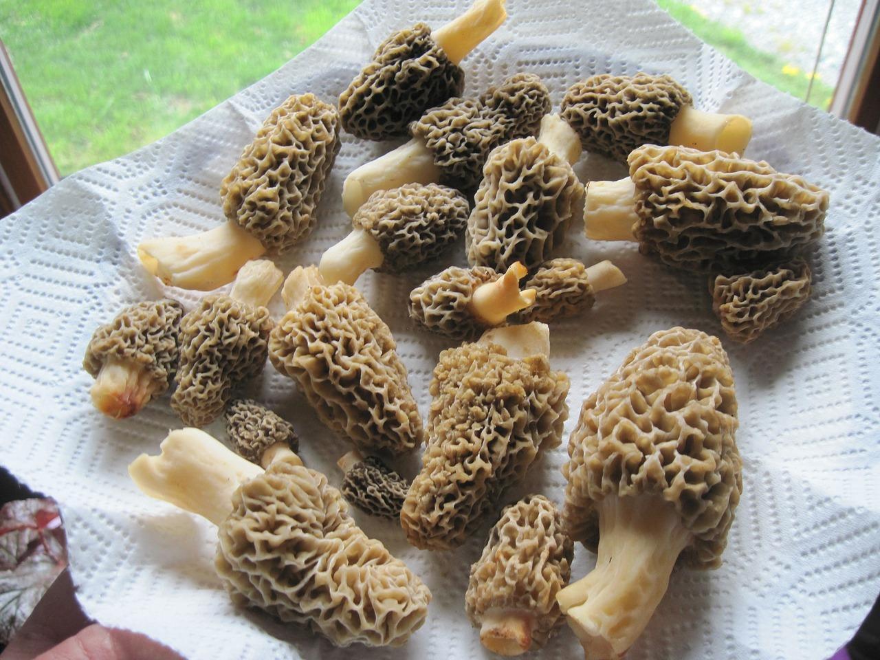 Како се кухају печурке од гљива и смреке