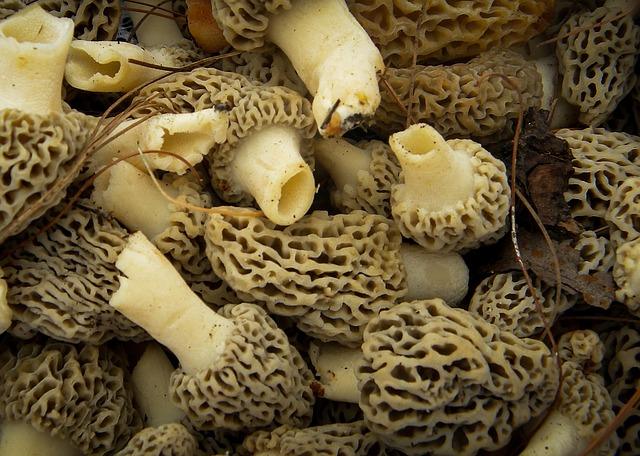 Photo of a bunch of morels