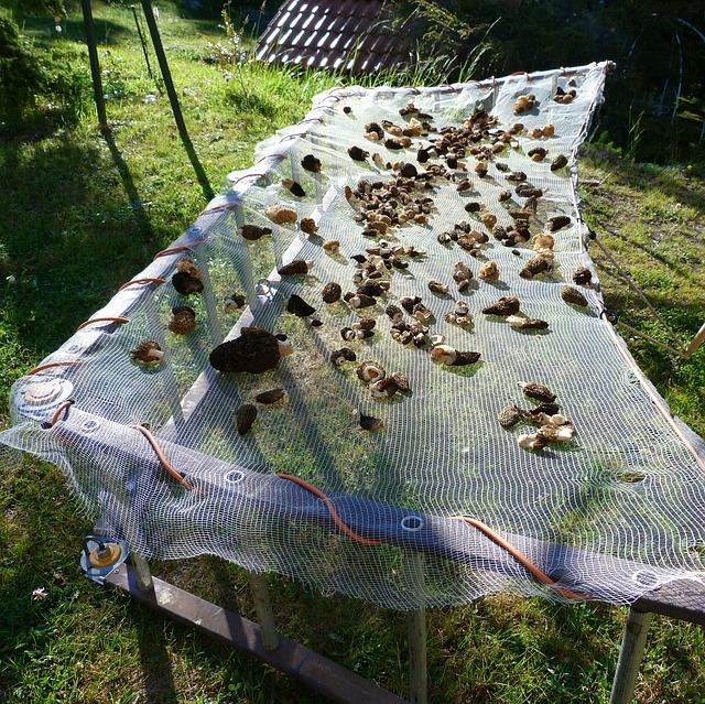 Séchage des champignons en plein air