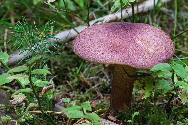 Valokuva sieni soutu metsässä