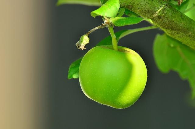 Photo of Snow Calville apples