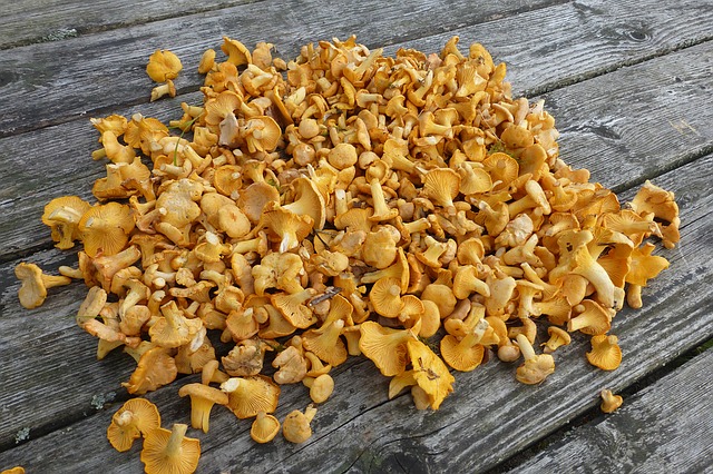 A whole hill of young chanterelles