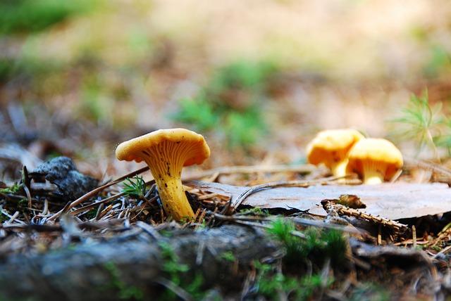 Foto champignon kantarell i skoven