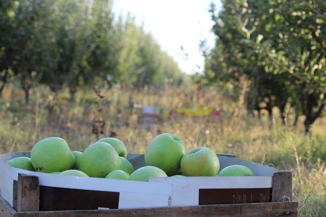 Како ферментирати јабуке код куће