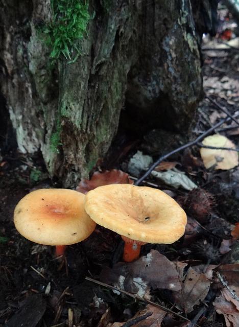 Foto svampe svampe i skoven