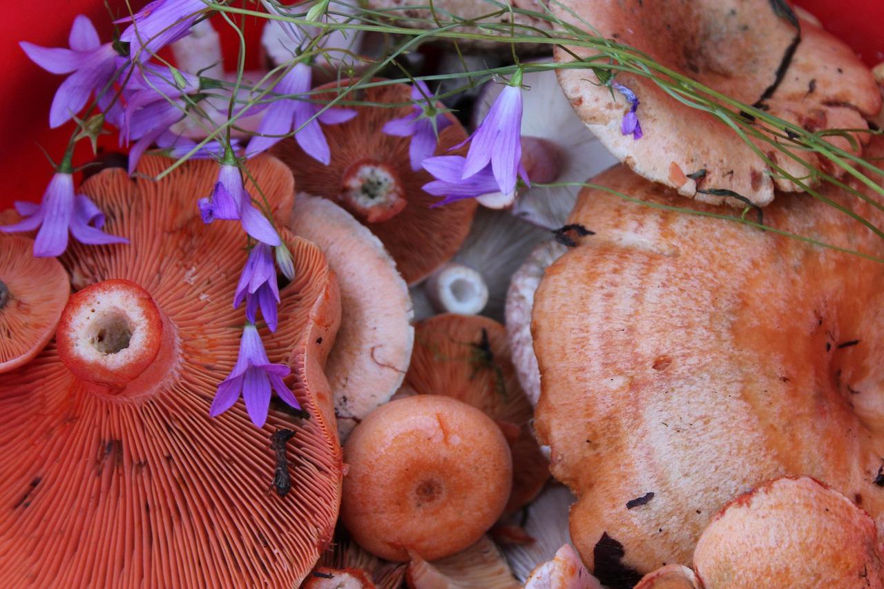 Kuinka suolata sieniä sieniä