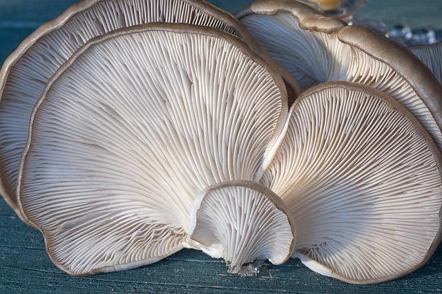 Kauniit hatut osteri-sieni