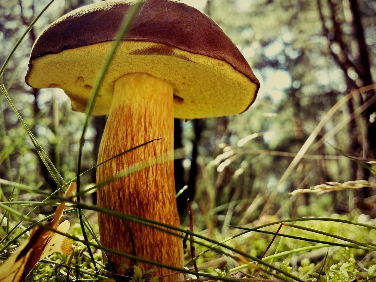 Kuinka keittää sieni sieni