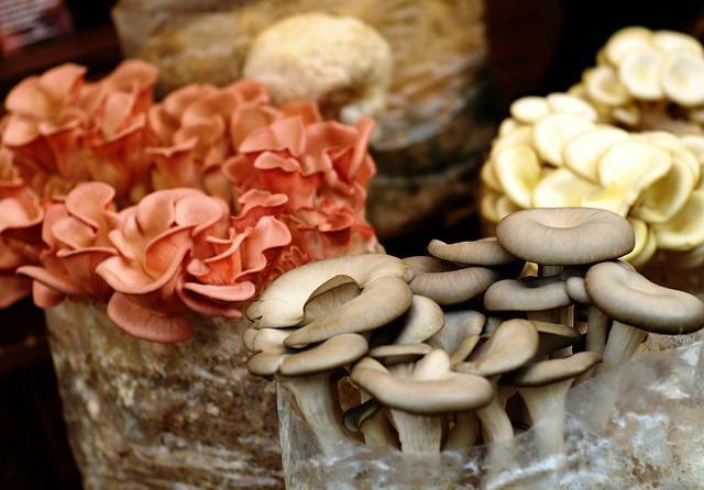Oyster mushrooms in the market