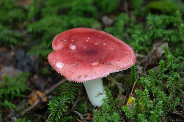 Photo of Russula mushroom