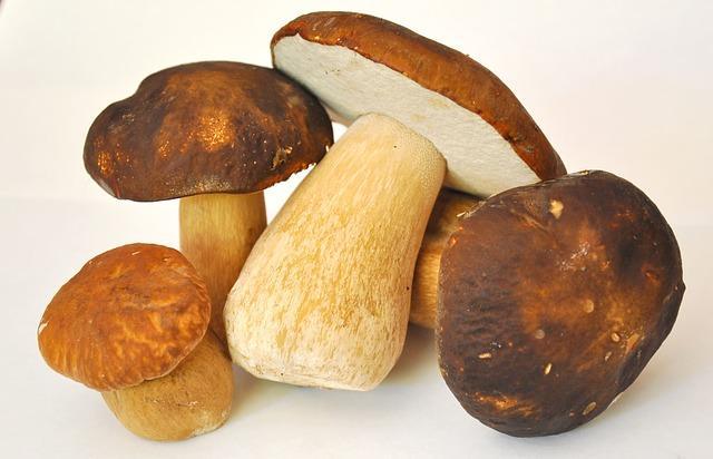 Beautiful porcini mushrooms