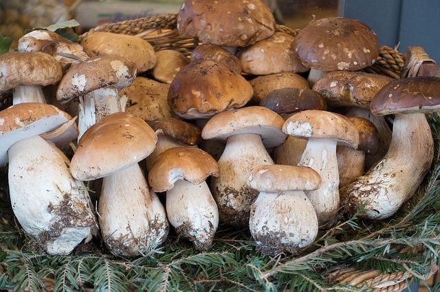 Photo of porcini mushrooms at the market