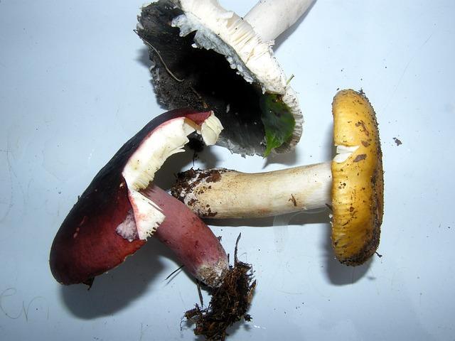 Russula forest mushrooms