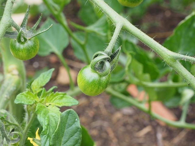 Vihreä tomaatti oksalla