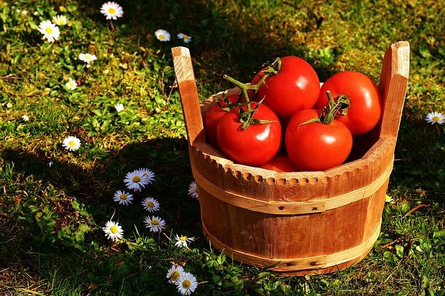 Ripe tomatoes in a barrel