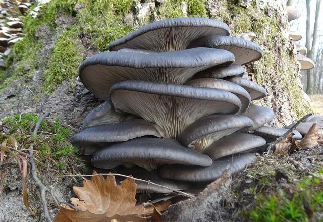 Oyster mushrooms in vivo