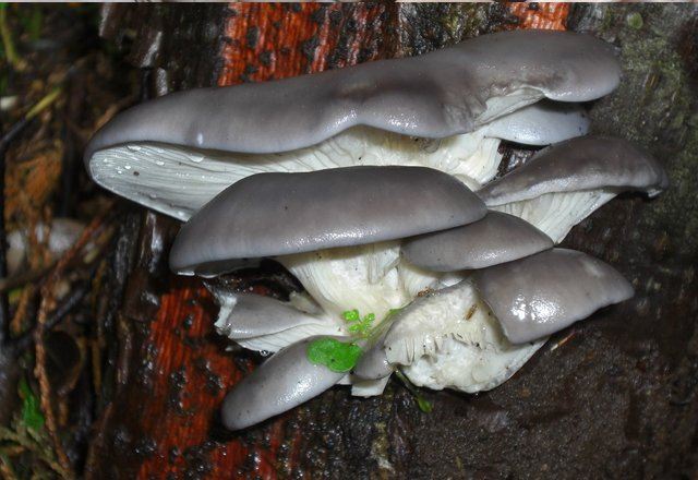 Foto østers svamp i skoven