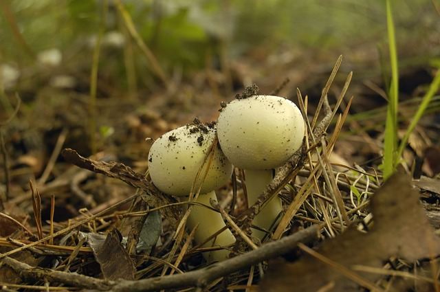 Young mushrooms in the country