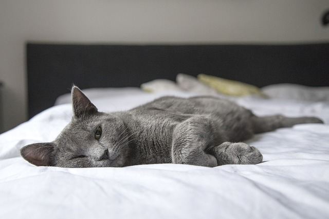 Kat på madrassen