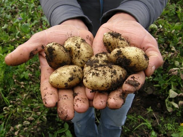Jauni kartupeļi
