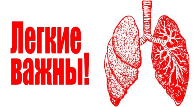 Menneskelige lunger